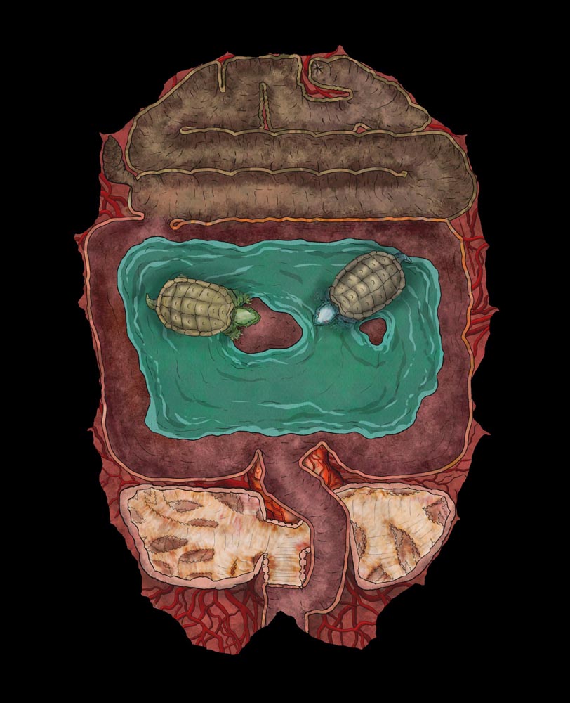 Dragon Turtle