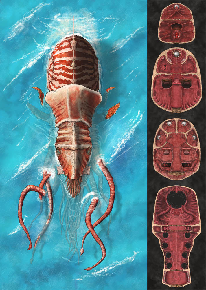 Nautiloid