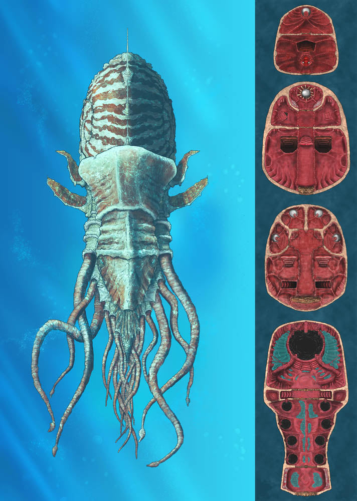 Nautiloid